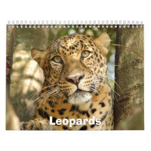 Calendario Los leopardos hacen calendarios, los leopardos