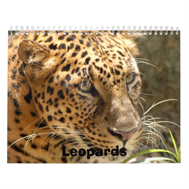 Calendario Los leopardos hacen calendarios, los leopardos (Tapa)