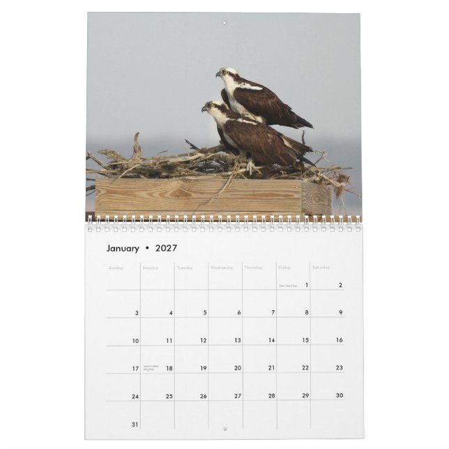 Calendario Los pájaros de Forsythe - Osprey (Jan 2027)