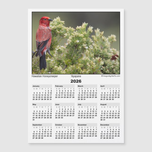 Calendario Magnético 2026 5x7 Apapane Pájaro Hawai (Anverso)