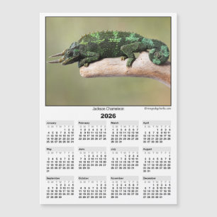 Calendario Magnético 2026 5x7 Camaleón de Jackson