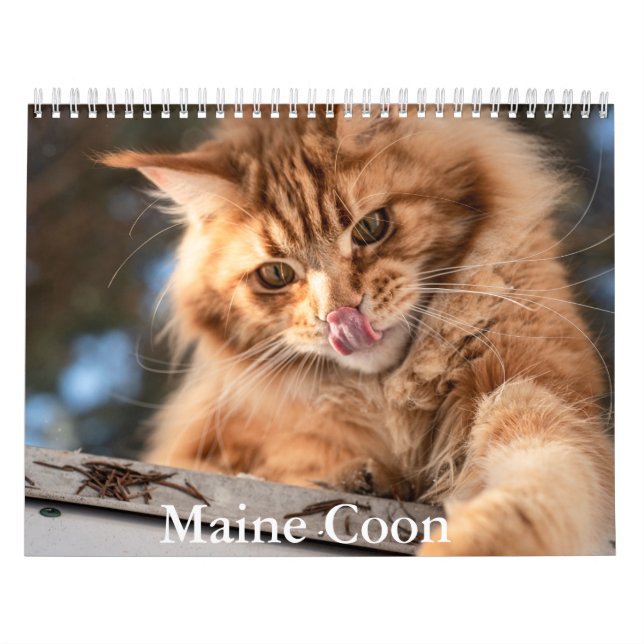 Calendario Maine Coon (Tapa)
