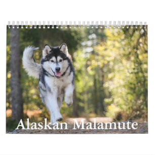 Calendario Malamute de Alaskan