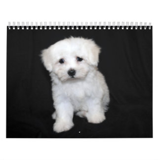 Calendario maltés y de Maltipoo del perrito