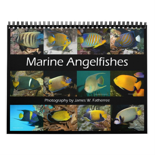Calendario Marine Angelfishes Wall Calendar, de J.W. Padre (Tapa)