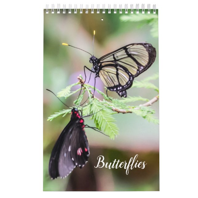 Calendario Mariposas  (Tapa)