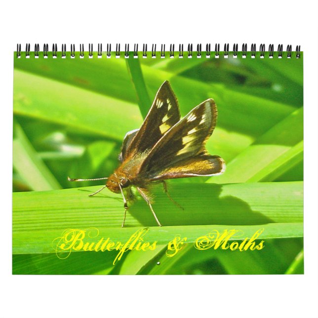 Calendario - Mariposas y polillas (Tapa)