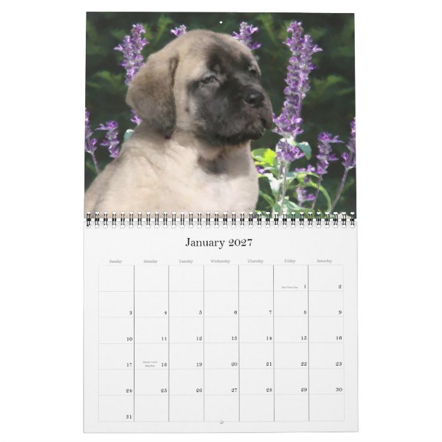 Calendario Mastiff Puppies Calendar (Jan 2027)