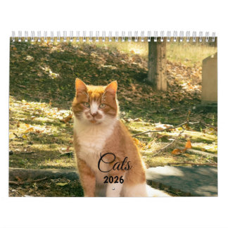 Calendario Modern Cute Funny Pet Kitten Cat Photos Calendar