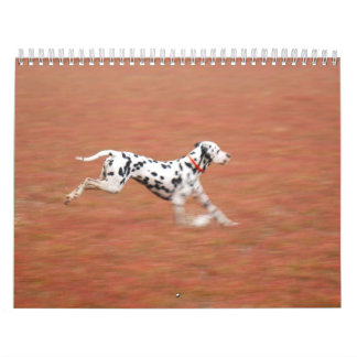 Calendario molo 2010