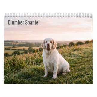 Calendario mural Clumber Spaniel 2027