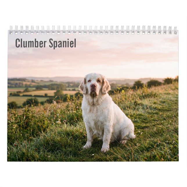 Calendario mural Clumber Spaniel 2027 (Tapa)
