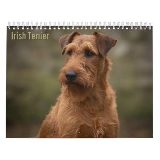 Calendario mural de Terriers Irlandeses 2027