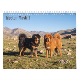 Calendario mural del Mastín Tibetano 2027