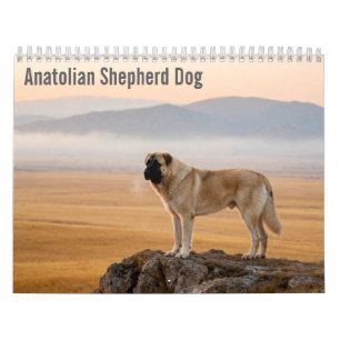 Calendario mural del Perro Pastor de Anatolia 2027