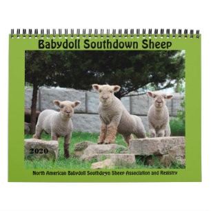 Calendario NABSSAR de Babydoll Southdown 2020