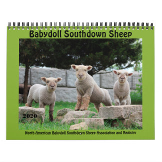 Calendario NABSSAR de Babydoll Southdown 2020