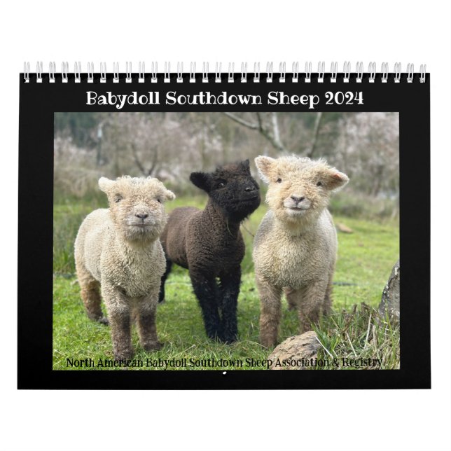 Calendario NABSSAR de Babydoll Southdown 2024 (Tapa)