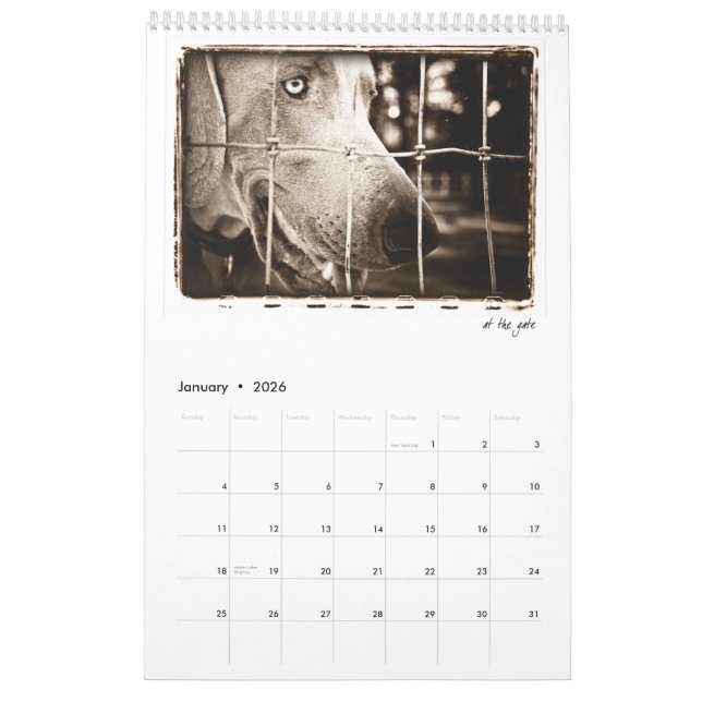 Calendario Nación de Weimaraner: Un estudio de Weimaraners (Jan 2026)