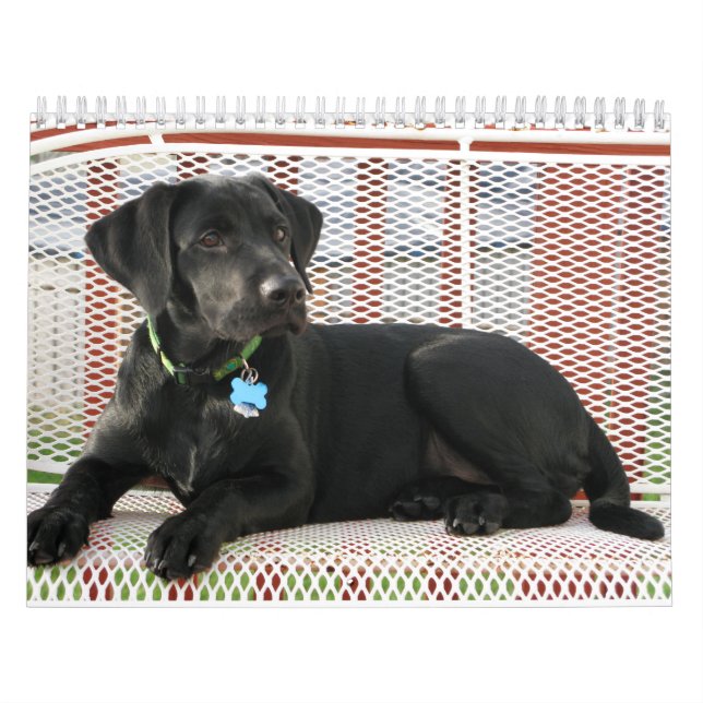 Calendario negro del labrador retriever del (Tapa)