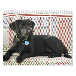 Calendario negro del labrador retriever del