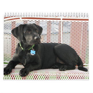 Calendario negro del labrador retriever del