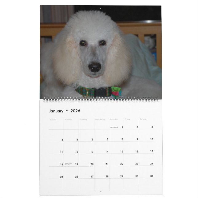Calendario Nuestros bonitos poodles estándar 2011 (Jan 2026)