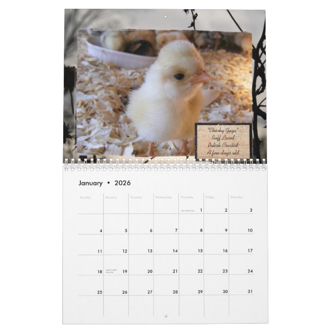 Calendario obsesivo del desorden del pollo (Jan 2026)