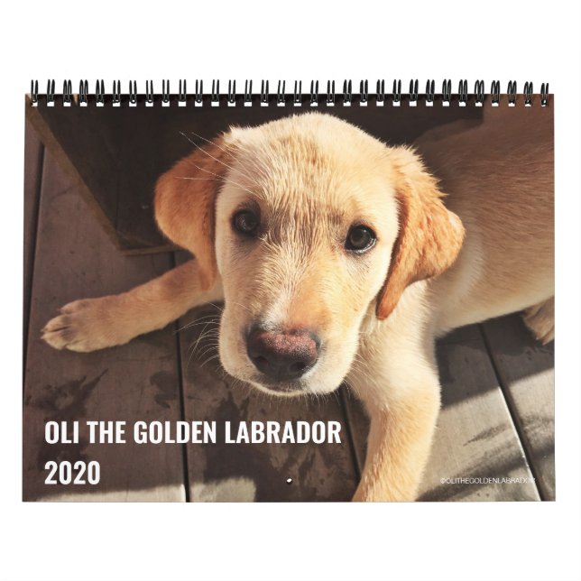 Calendario Oli el labrador dorado 2020 (Tapa)