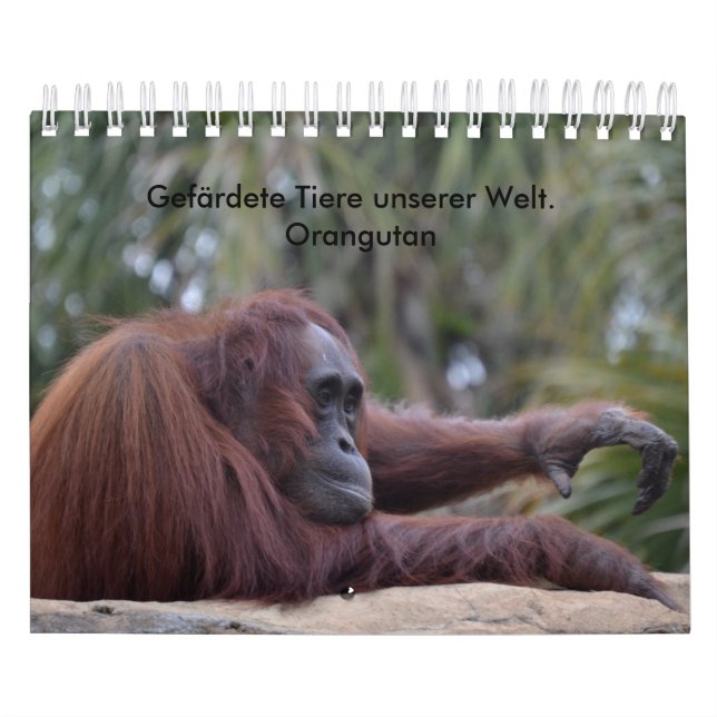 calendario Orangutan (Tapa)