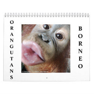 Calendario Orangutanes