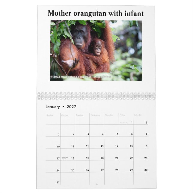 Calendario Orangutanes (Jan 2027)