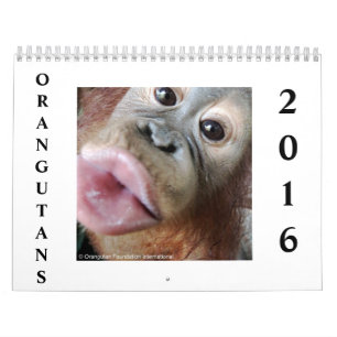 Calendario Orangutanes en selva tropical