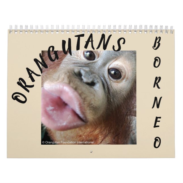 Calendario Orangutanes en selva tropical (Tapa)