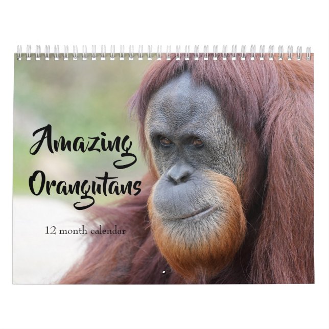 Calendario Orangutans asombrosos 2026 (Tapa)