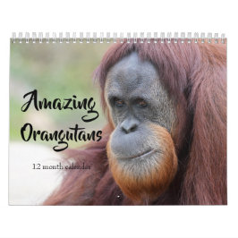 Calendario Orangutans asombrosos 2026