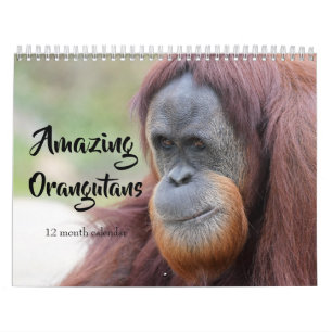 Calendario Orangutans asombrosos 2026