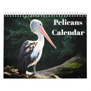 Calendario Pájaro Pelicans 2022