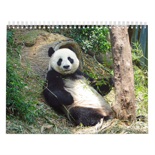 Calendario Panda Adorable Con Hermosa Fotografía Natural (Tapa)