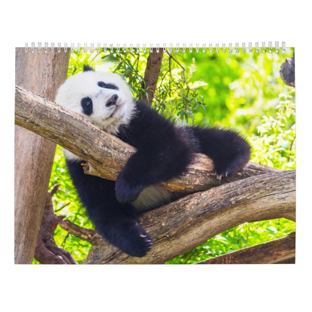 Calendario Panda bebés gigantes (Reverso)
