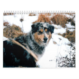 Calendario Pastor australiano Calander
