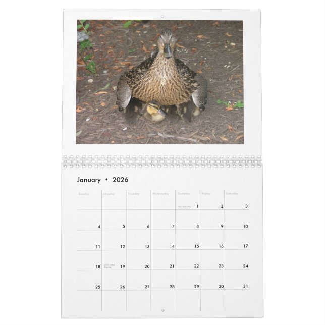 Calendario Pato silvestre Duckings (Jan 2026)
