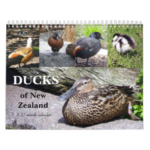 Calendario Patos de Nueva Zelanda