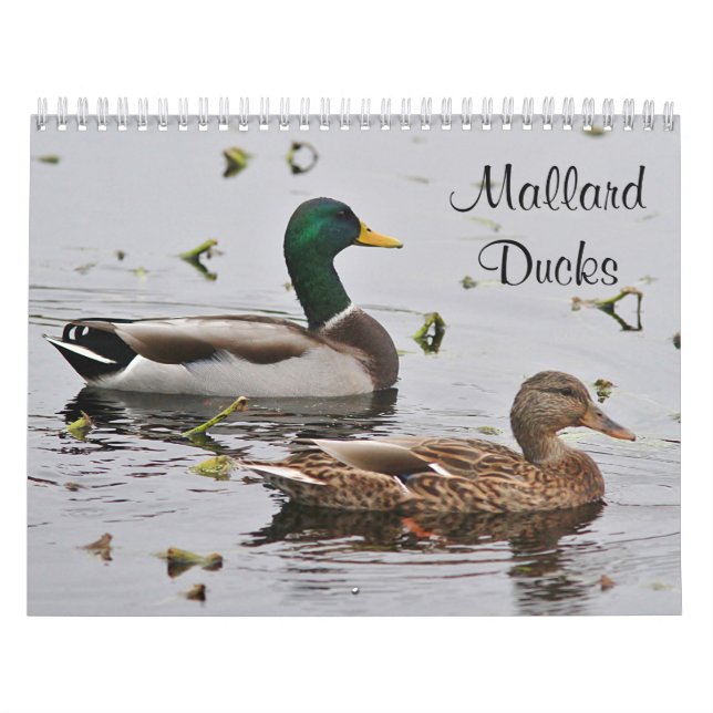Calendario Patos del pato silvestre (Tapa)