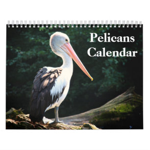 Calendario Pelícanos Ave 2027