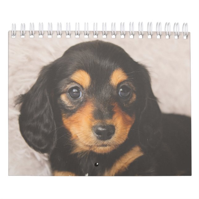 Calendario Perritos del Dachshund (Tapa)