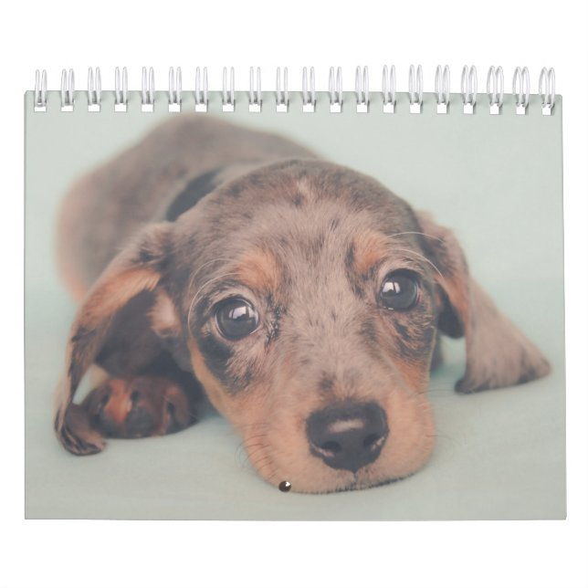 Calendario Perritos del Dachshund (Tapa)