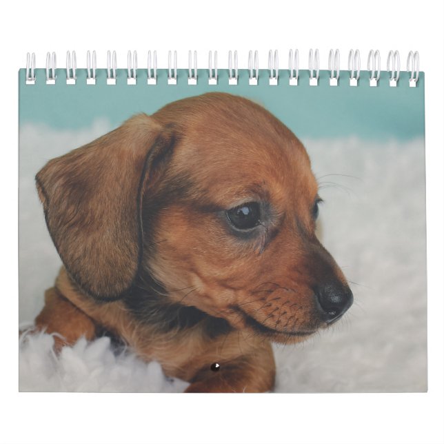Calendario Perritos del Dachshund (Tapa)