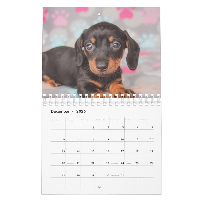 Calendario Perritos del Dachshund (Dec 2026)