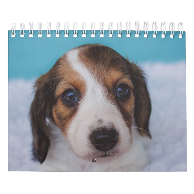 Calendario Perritos del Dachshund (Tapa)